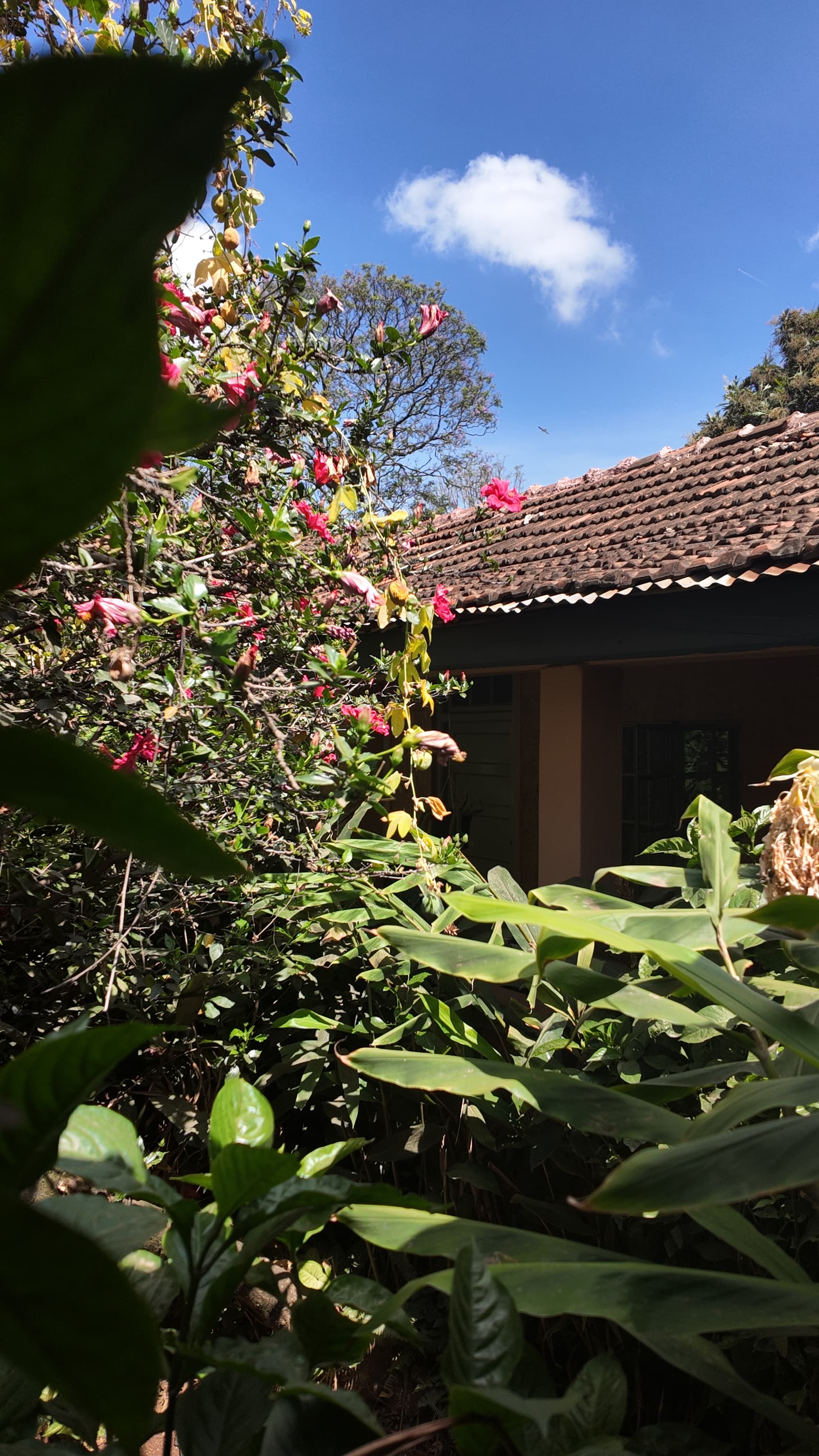 Hotel garden